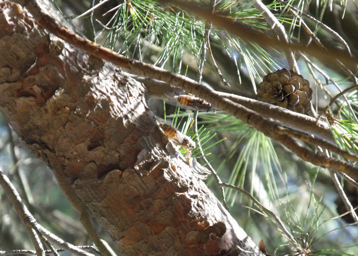 Cicada orni?